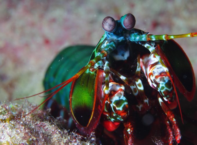 Wallpaper Mantis shrimp, Indian, Pacific, Ocean, Africa, Hawaii, shrimp, colorful, water, underwater, tourism, diving, Animals 1278115635